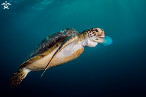 A Chelonia mydas | Green Sea Turtle