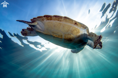 A Chelonia mydas | Chelonia mydas