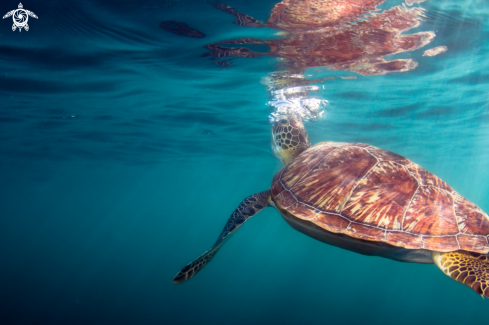 A Green Sea Turtle