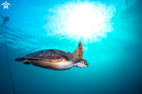 A Green Sea Turtle