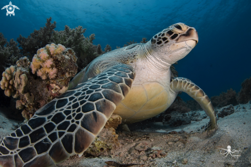 A Green Sea Turtle 