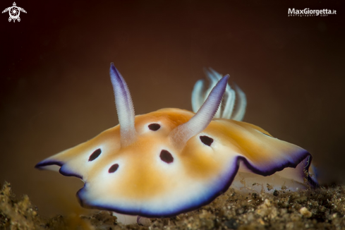 A Chromodoris leopard - nudi