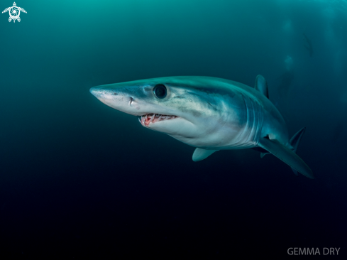 Mako Shark