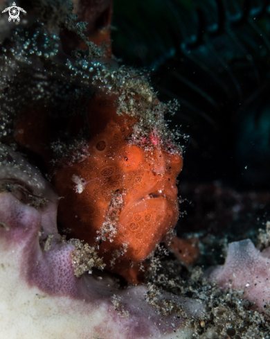 A Antennarius rictus | Painted frogfish