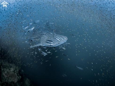 Whale Shark