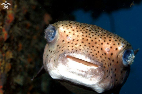 A Boxfish