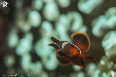 A Clown fish