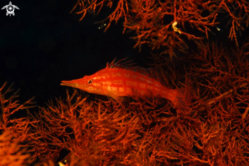 A hawkfish