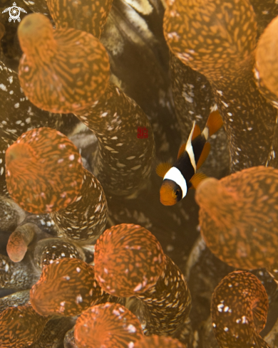 A Anemonefish