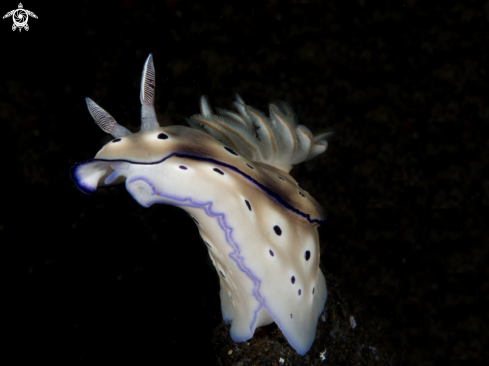 A Leopard Chromodoris