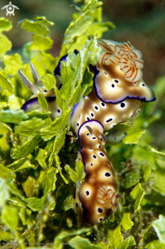 A Risbeccia tryoni | Nudibranche