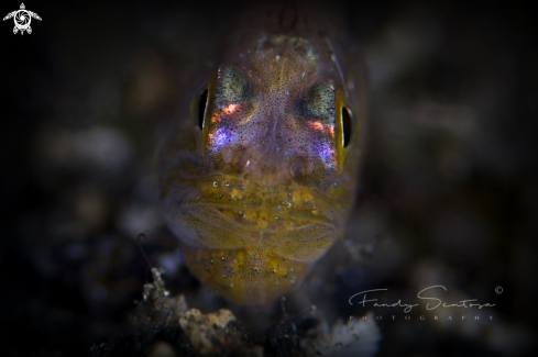 A Cardinal fish