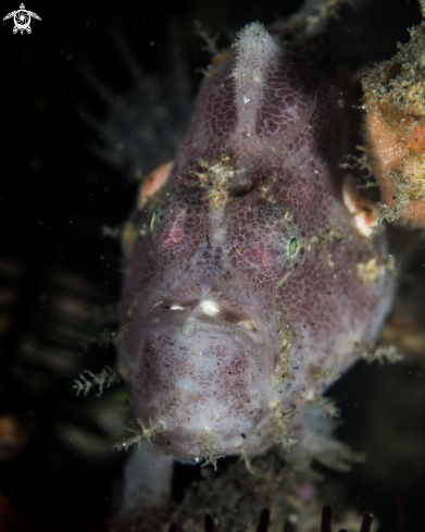 A Antennarius pictus | Painted frogfish