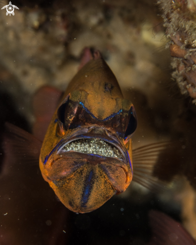 A Ringtailed cardinalfish