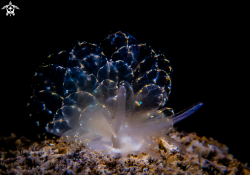 A Cyerce elegans | Nudibranch