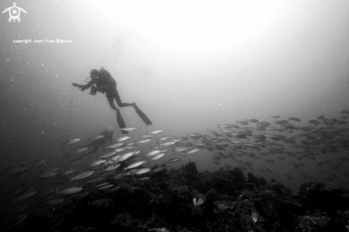 A Balaclava diving 28 m Mauritius