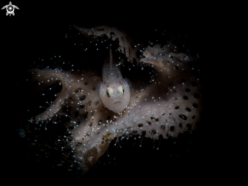 A White goby on coral