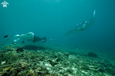 A manta ray