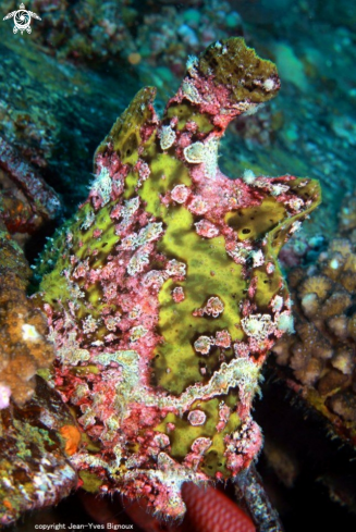 A Frogfish.
