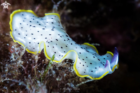 A Prostheceraeus moseleyi | Platelminta bianco e giallo