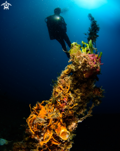 A Painted frogfish