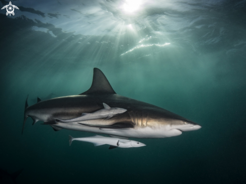 A Carcharhinus limbatus | Blacktip shark
