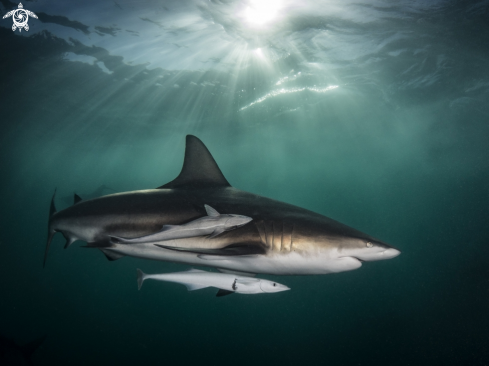 Blacktip shark