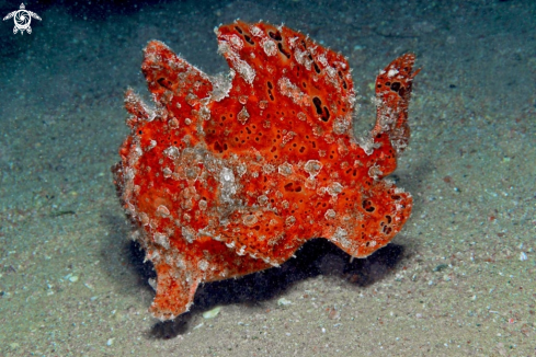 A frogfish