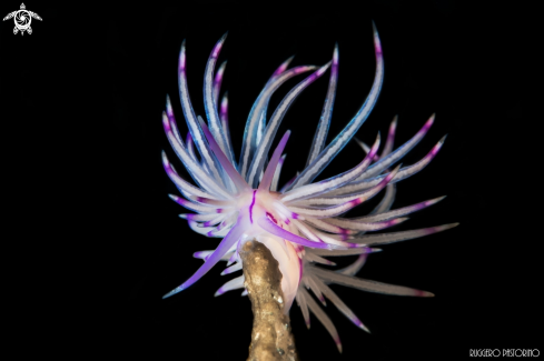 A Flebellina angelvaldesi | Nudibranch