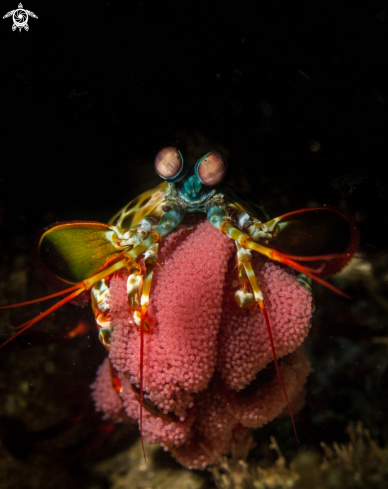 A peacock mantis shrimp