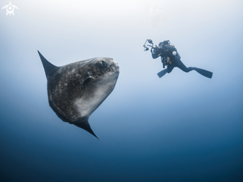 A Mola ramsayi | Southern Ocean Sunfish