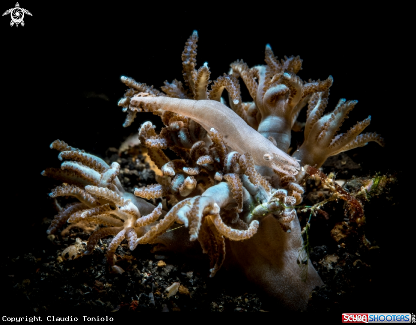 A Shrimp on coral
