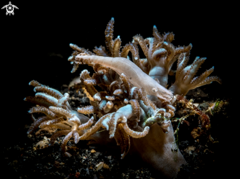 A Shrimp on coral