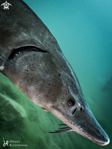 A Acipenser baerii | Siberian Sturgeon