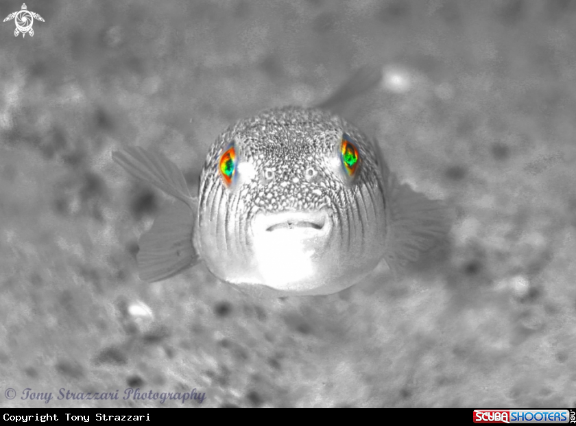A Weeping Toadfish