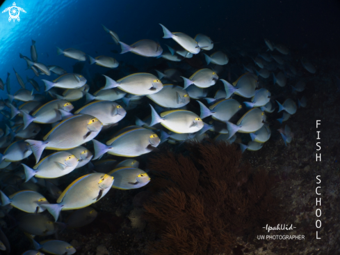 A school of fish