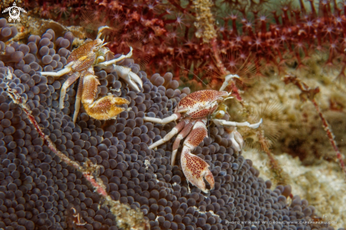 A Neopetrolisthes maculatus | Porzellan crab, Porzellan Krebs