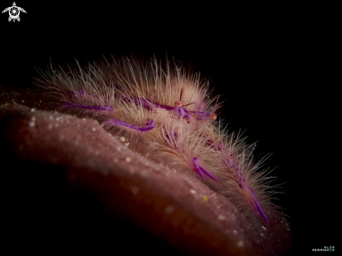 A Pink hairy squat lobster