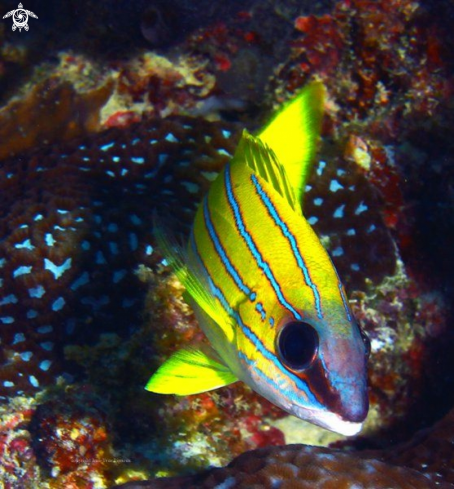 A Ostorhinchus cyanosoma | Cardinal fish 