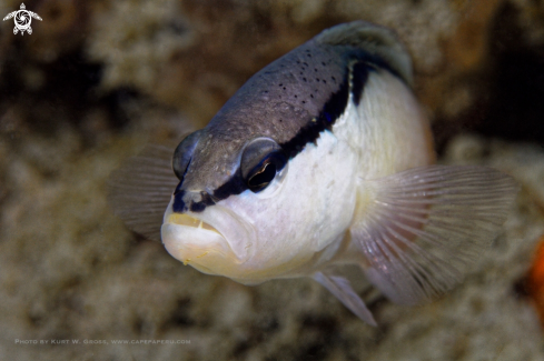 A Black-stripe Dottyback