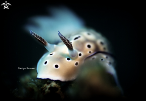 A Nudibranch