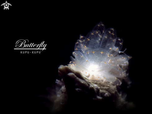 A Cyerce Elegans | Butterfly Nudibranch