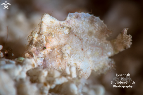 A Dwarf Frogfish