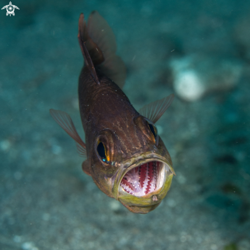 A Cardinal fish