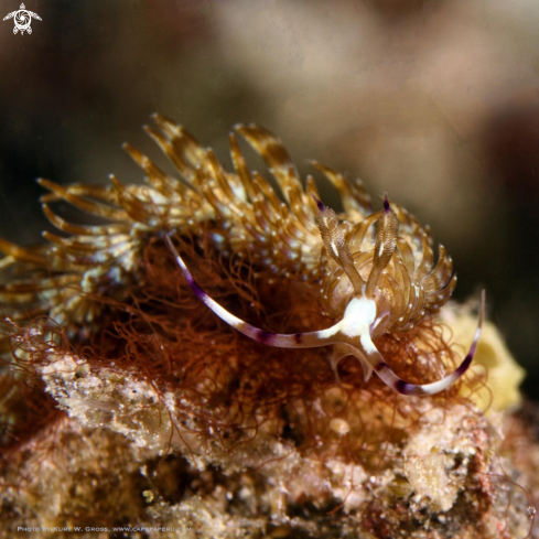 A Flabellina sp. | Flabellina