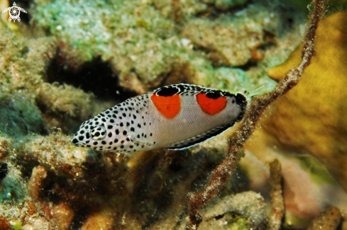 A reef fish