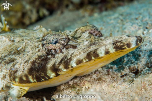 A Pesce coccodrillo