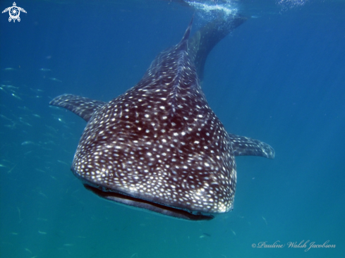 A Rhincodon typus | Whale Shark