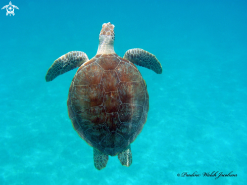A Chelonia Mydas | Green Sea Turtle