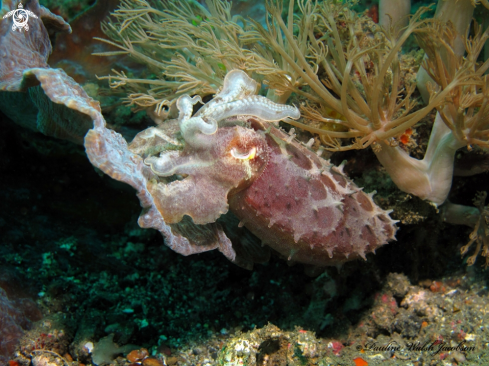 A Broadclub Cuttlefish